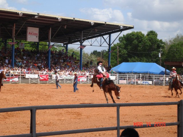 Bucking bronc